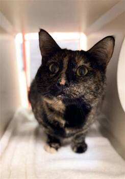 Rescue Domestic Long Hair and Domestic Short Hair Cats for Adoption in Hutchinson, Kansas - Motley | PetCurious