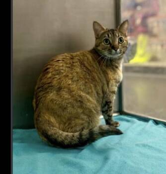 Granger -  Domestic Short Hair Cat for Adoption in Lafayette, Colorado - Granger | PetCurious