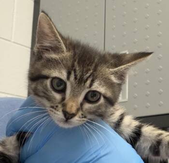 Domestic Short Hair Cats Available for Adoption in Golden, Colorado - Jen Jr. | PetCurious