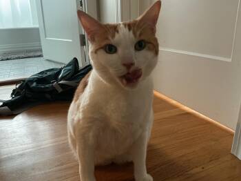 Westley -  Domestic Short Hair Cat for Adoption in Worcester, Massachusetts - Westley | PetCurious
