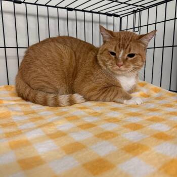 Wayne -  Domestic Short Hair Cat for Adoption in Houston, Texas - Wayne | PetCurious