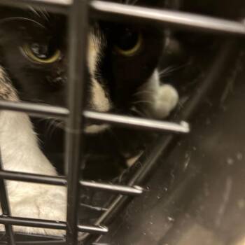 Baby boo -  Domestic Short Hair Cat for Adoption in Philadelphia, Pennsylvania - Baby Boo | PetCurious