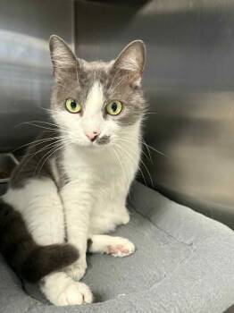 Rescue Domestic Short Hair Cats for Adoption in Bridgewater, New Jersey - Trouve | PetCurious