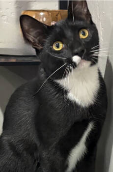 Rescue Domestic Short Hair Cats for Adoption in Salinas, California - Toes | PetCurious