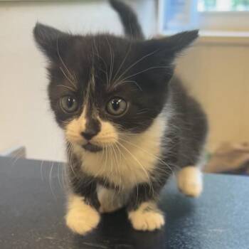 Domestic Short Hair Cats Available for Adoption in Lake Panasoffkee, Florida - Sandman | PetCurious