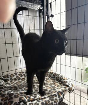 Barney -  Domestic Short Hair Cat for Adoption in Carson City, Nevada - Barney | PetCurious