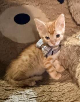 Balenciaga -  Domestic Short Hair Cat for Adoption in Chamblee, Georgia - Balenciaga | PetCurious