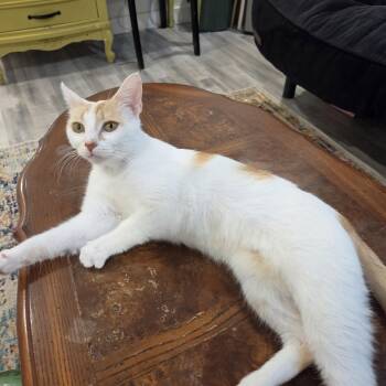Clementine -  Domestic Short Hair Cat for Adoption in Rossville, Georgia - Clementine | PetCurious
