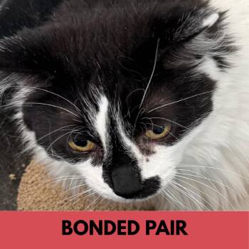 Stella -  Domestic Short Hair Cat for Adoption in Lakewood, Colorado - Stella | PetCurious
