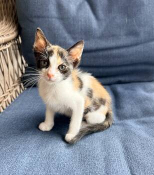 Jocelyn -  Calico Cat for Adoption in Tavares, Florida - Jocelyn | PetCurious