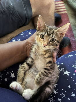 Rescue Tabby and Domestic Short Hair Cats for Adoption in Buford, Georgia - Katie | PetCurious