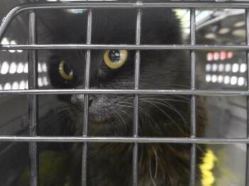 NIGIRI -  Domestic Medium Hair and Domestic Short Hair Cat for Adoption in Omaha, Nebraska - NIGIRI | PetCurious