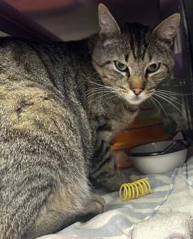 Domestic Short Hair Cats Available for Adoption in Santa Cruz, California - CASH | PetCurious
