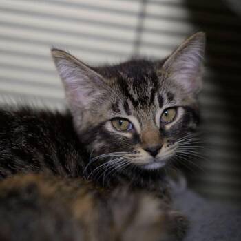 NOVA -  Domestic Short Hair Cat for Adoption in Richmond, California - NOVA | PetCurious