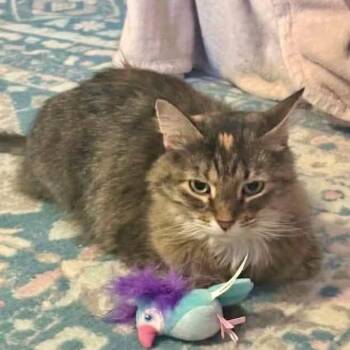 Torbie and Calico Cats Available for Adoption in Warr Acres, Oklahoma - Mindi | PetCurious