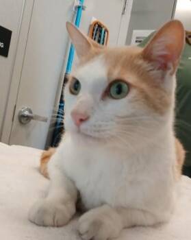 Domestic Short Hair Cats Available for Adoption in Lafayette, Indiana - Maverick | PetCurious