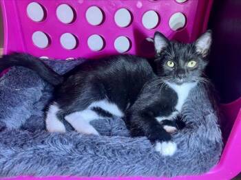 Rescue Domestic Short Hair Cats for Adoption in Hagerstown, Maryland - FEN | PetCurious