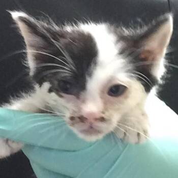 Domestic Short Hair Cats Available for Adoption in Riverside, California - A1916108 | PetCurious