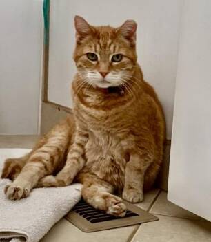 MAMA -  Domestic Short Hair Cat Available for Adoption in North Logan, Utah - MAMA | PetCurious