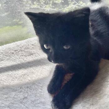 Zither -  Domestic Short Hair Cat for Adoption in Fredericksburg, Virginia - Zither | PetCurious