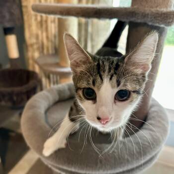 Amy -  Domestic Short Hair Cat for Adoption in Cincinnati, Ohio - Amy | PetCurious