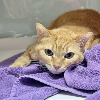 Arnold Palmer -  Domestic Short Hair Cat for Adoption in Muskegon, Michigan - Arnold Palmer | PetCurious