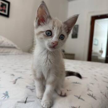 Siamese Cats Available for Adoption in Chesapeake, Virginia - Hope | PetCurious