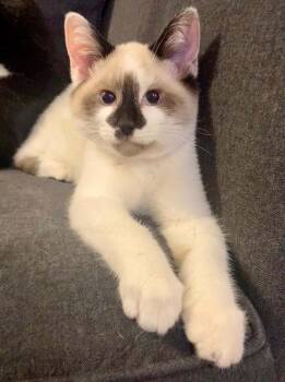 Twinkle -  Domestic Short Hair Cat for Adoption in West Mifflin, Pennsylvania - Twinkle | PetCurious