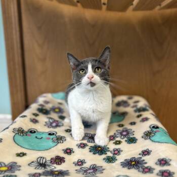Pina Colada--In Foster -  Domestic Short Hair Cat for Adoption in Fargo, North Dakota - Pina Colada--In Foster | PetCurious