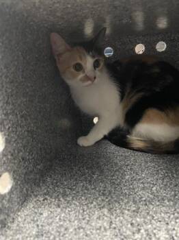 IVY -  Domestic Short Hair Cat for Adoption in Dallas, Texas - IVY | PetCurious