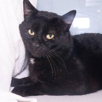 Domestic Short Hair Cats Available for Adoption in Seattle, Washington - Hank | PetCurious