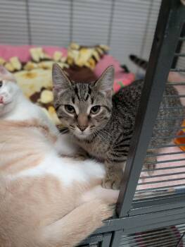 Carl -  Domestic Short Hair Cat for Adoption in Chambersburg, Pennsylvania - Carl | PetCurious