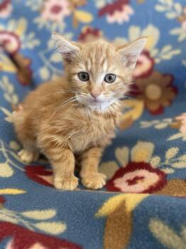 Tangerine -  Domestic Short Hair Cat Available for Adoption in Lenoir City, Tennessee - Tangerine | PetCurious