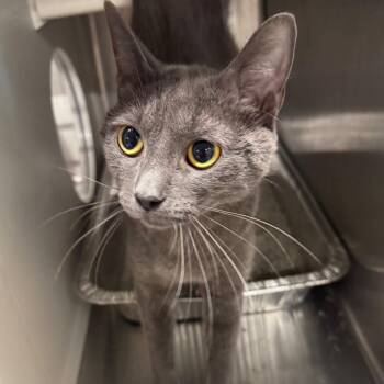 Fire Opal -  Domestic Short Hair and Russian Blue Cat for Adoption in Dearborn, Michigan - Fire Opal | PetCurious