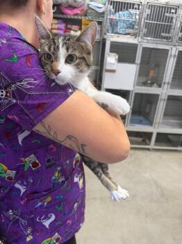 Guppie -  Domestic Short Hair Cat for Adoption in Greensburg, Indiana - Guppie | PetCurious