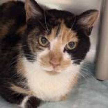 Domestic Short Hair Cats Available for Adoption - Magpie  | PetCurious