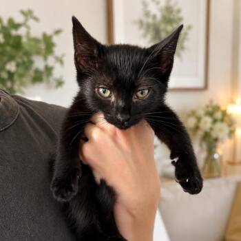 Ophelia (Pink) -  Domestic Short Hair Cat for Adoption in Tustin, California - Ophelia (Pink) | PetCurious