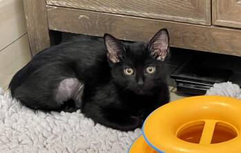 Chess -  Domestic Short Hair Cat for Adoption in Chicago, Illinois - Chess | PetCurious