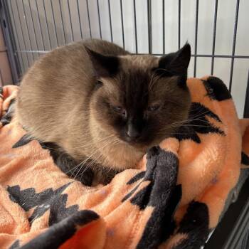 Siamese Cats Available for Adoption in Muncie, Indiana - Chilis | PetCurious