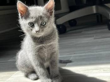 Roku (# 6) -  Domestic Short Hair Cat for Adoption in Arlington, Washington - Roku (# 6) | PetCurious