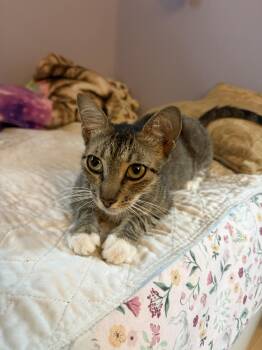 Francesca -  Domestic Short Hair Cat Available for Adoption in Treasure Island, Florida - Francesca | PetCurious