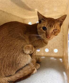 A885924 -  Domestic Short Hair Cat for Adoption in Camarillo, California - A885924 | PetCurious