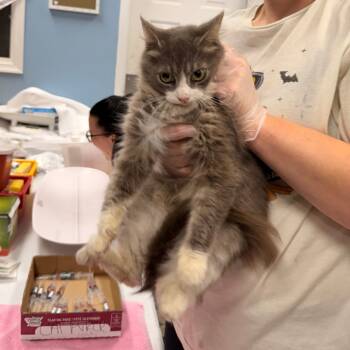 Rescue Domestic Medium Hair Cats for Adoption in Pasadena, Maryland - Tinkerbell | PetCurious