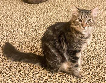 Shirli -  Tabby and Domestic Long Hair Cat for Adoption in Pompano Beach, Florida - Shirli | PetCurious