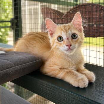 Flounder -  Extra Toes Cat Hemingway Polydactyl and Tabby Cat for Adoption in Lathrop, California - Flounder | PetCurious