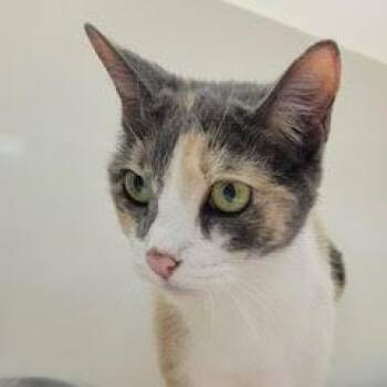 Dilute Calico Cats Available for Adoption in Green Valley, Arizona - Mandy | PetCurious