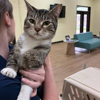 Domestic Short Hair Cats Available for Adoption in Lyndhurst, Virginia - Hijinx | PetCurious