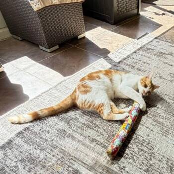 Myers-Jack -  Domestic Short Hair Cat for Adoption in Bulverde, Texas - Myers-Jack | PetCurious