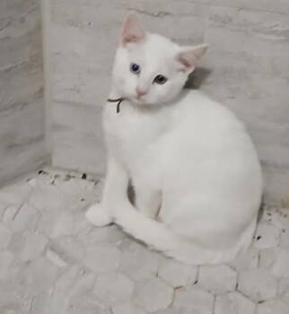 Rescue Domestic Short Hair Cats for Adoption - Snofu | PetCurious