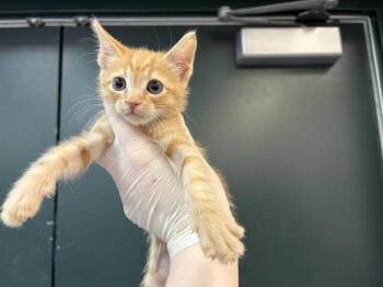 Domestic Short Hair Cats Available for Adoption in Thousand Palms, California - GRASSHOPPER | PetCurious
